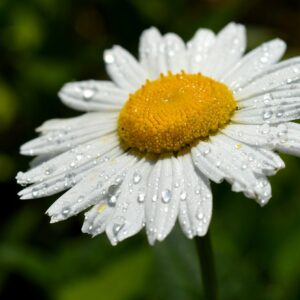 marguerite, leucanthemum, beautiful flowers-8825916.jpg