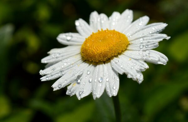 marguerite, leucanthemum, beautiful flowers-8825916.jpg